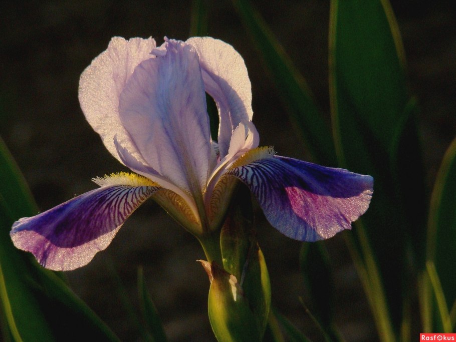 Касатик тонколистный