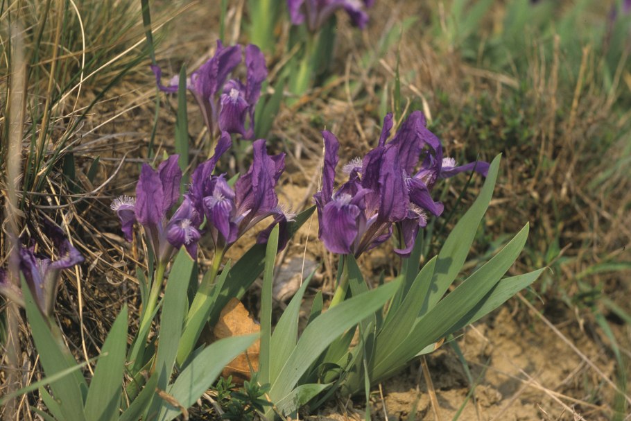 Ирис Пумила