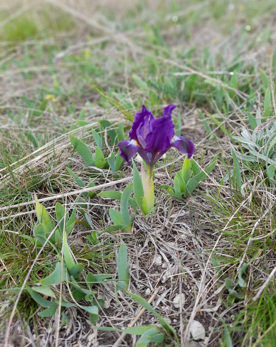 Ирисы Приморья