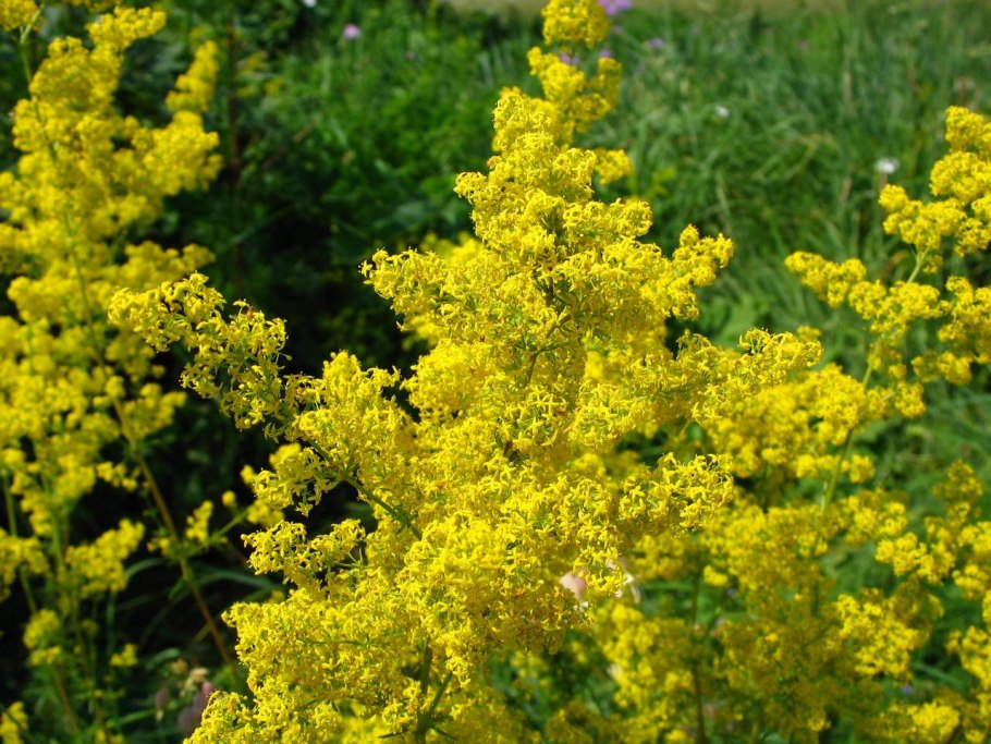 Подмаренник (Галиум)