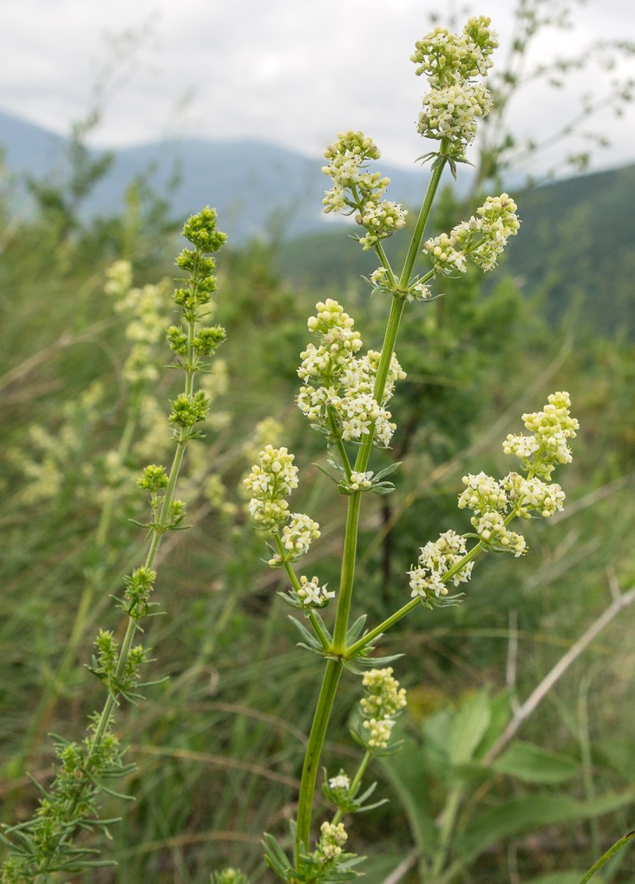 Подмаренник желтый - Galium Verum