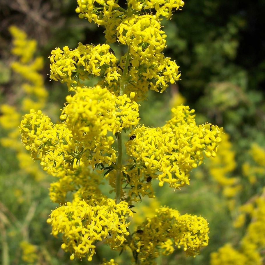 Подмаренник Луговой