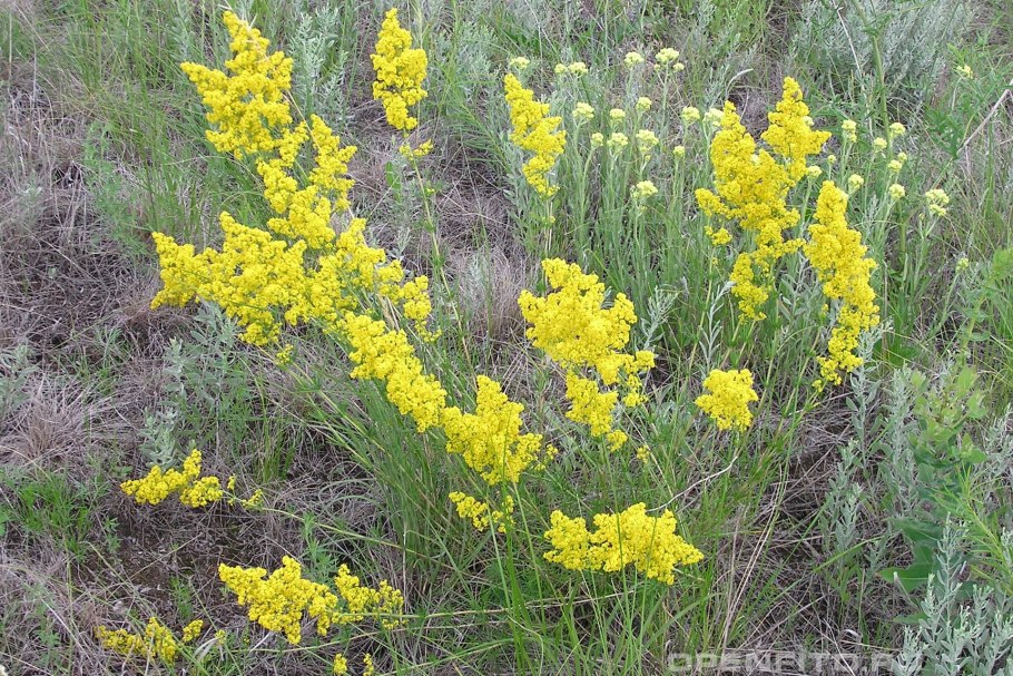 Подмаренник растение