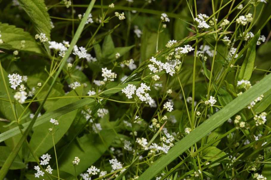 Подмаренник настоящий Galium Verum