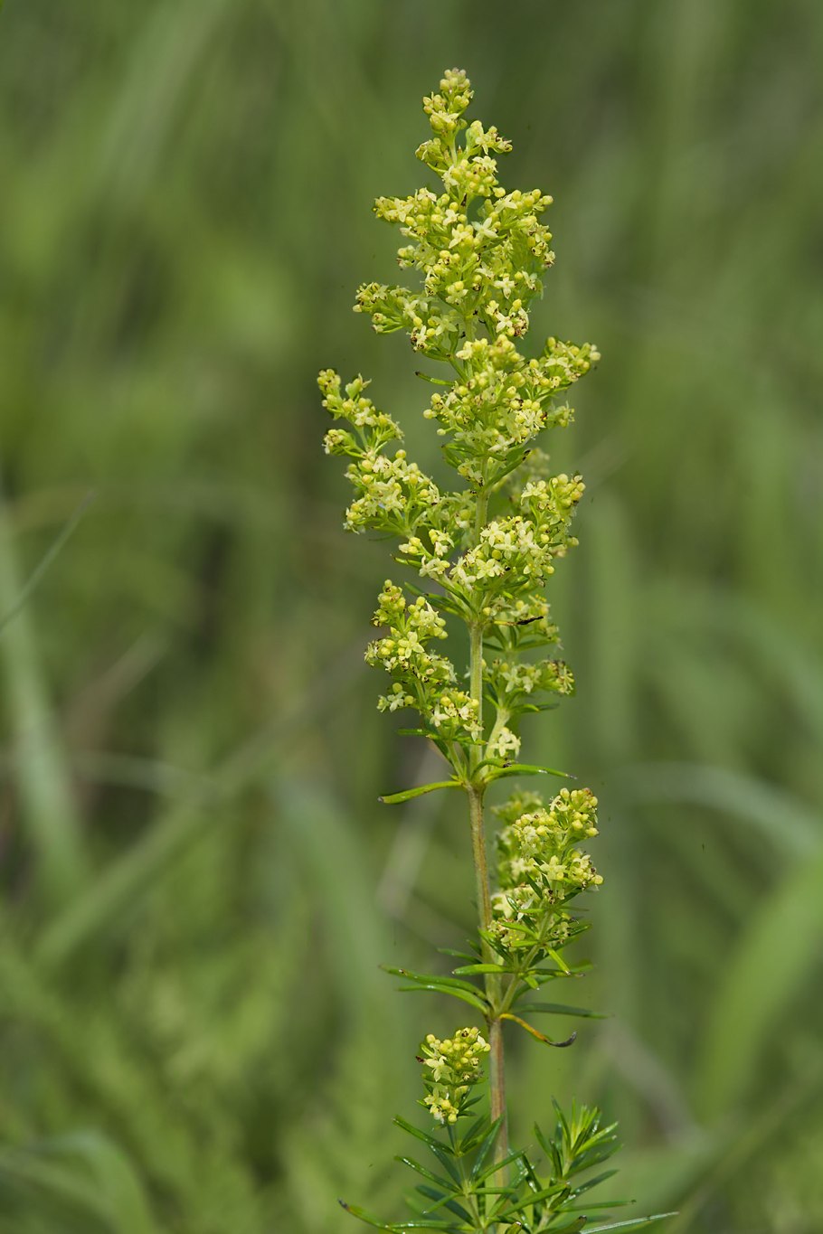 Подмаренник красильный