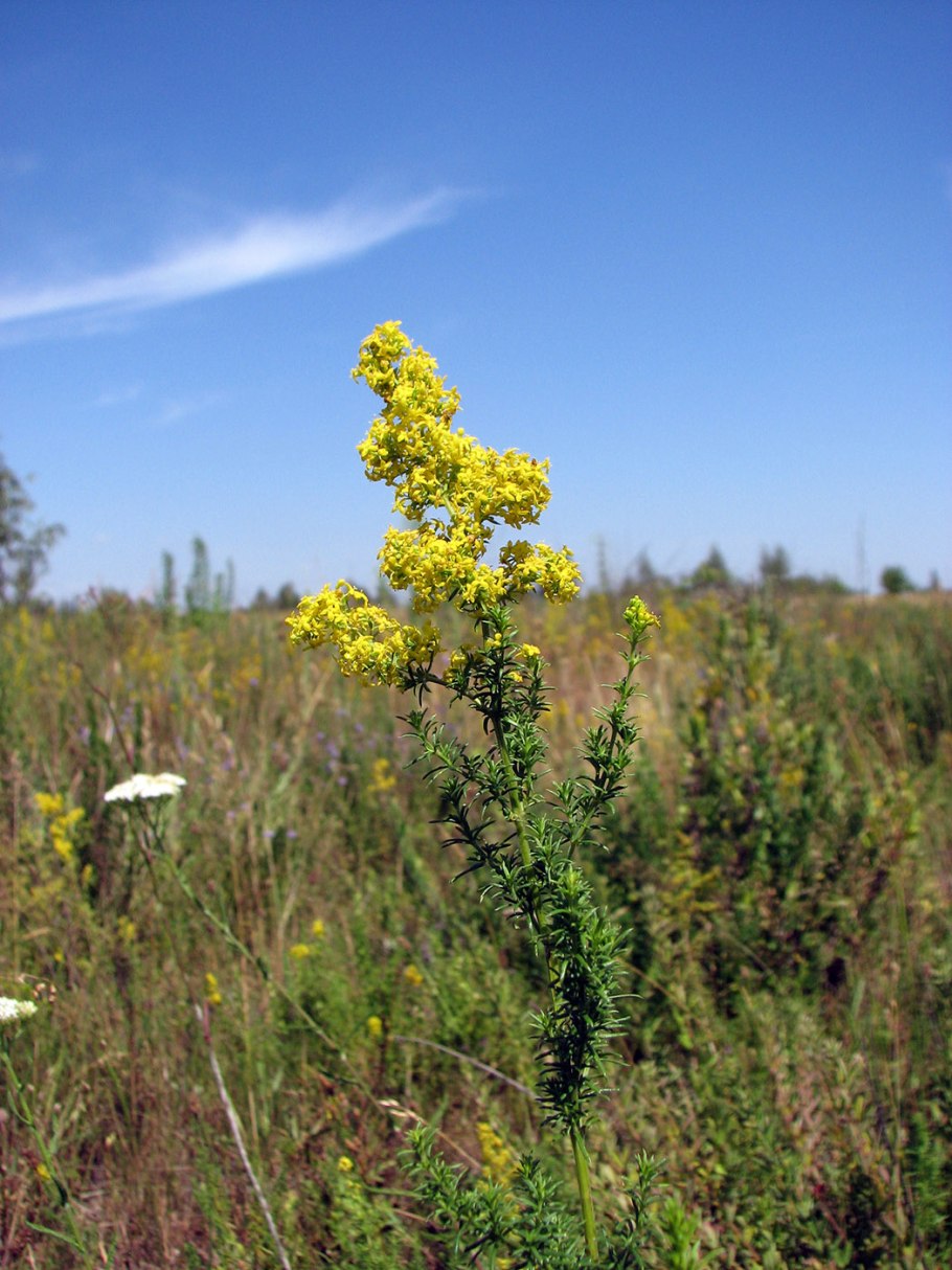 Подмаренник Шультеса