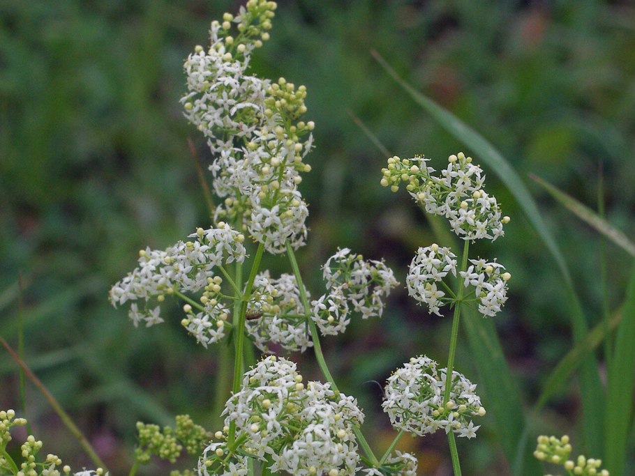 Подмаренник желтый - Galium Verum
