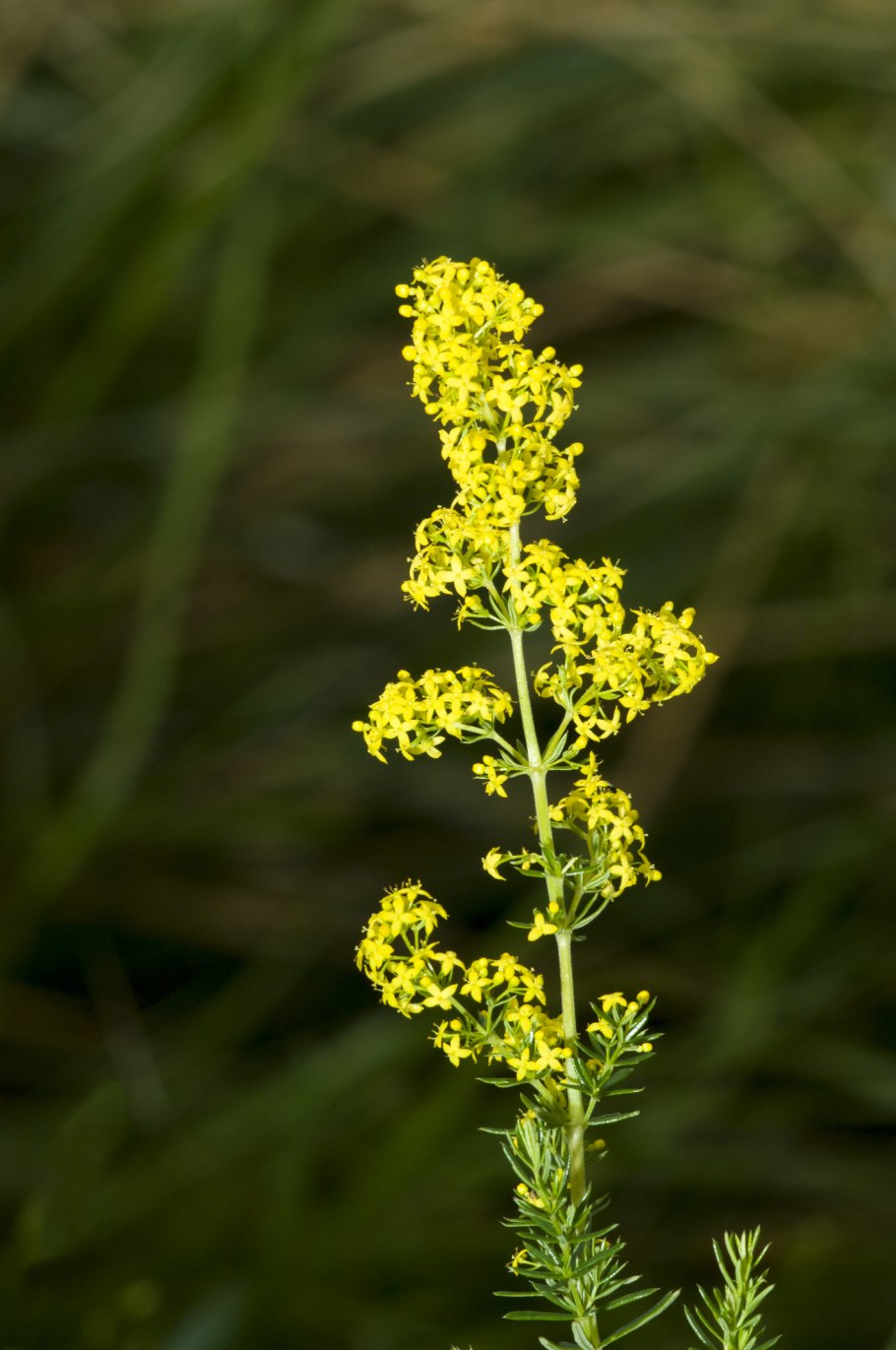 Подмаренник (Галиум)