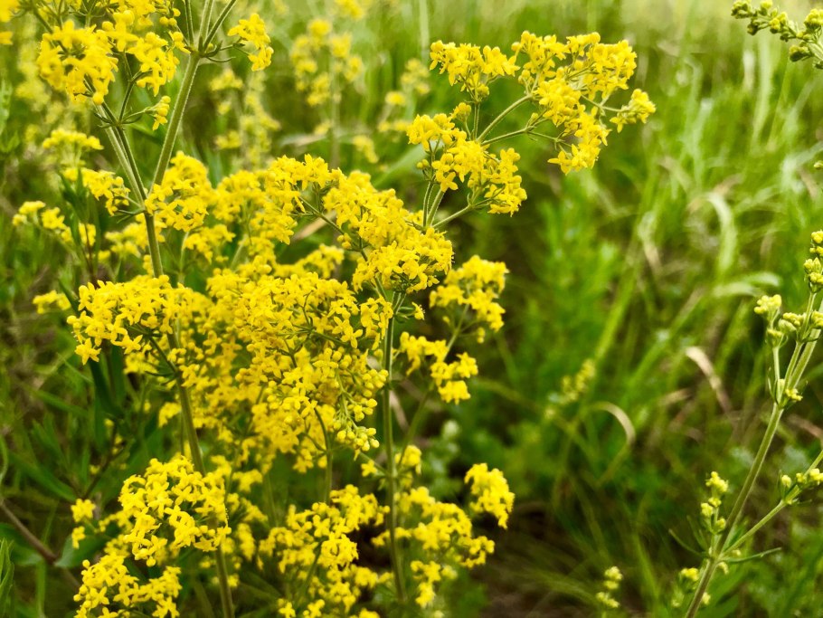 Подмаренник (Галиум)