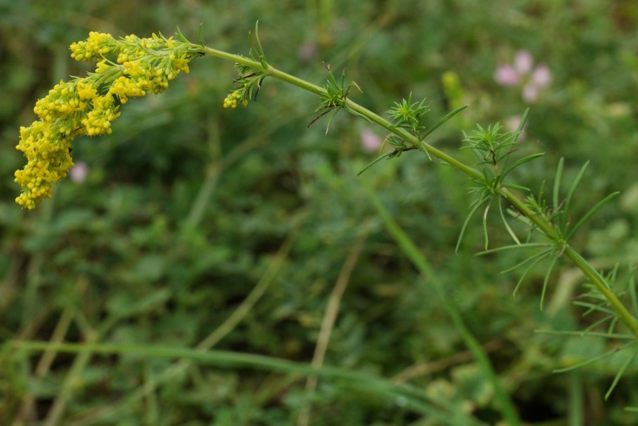 Подмаренник (Галиум)