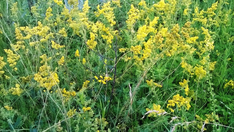 Подмаренник обыкновенный (Galium Verum)