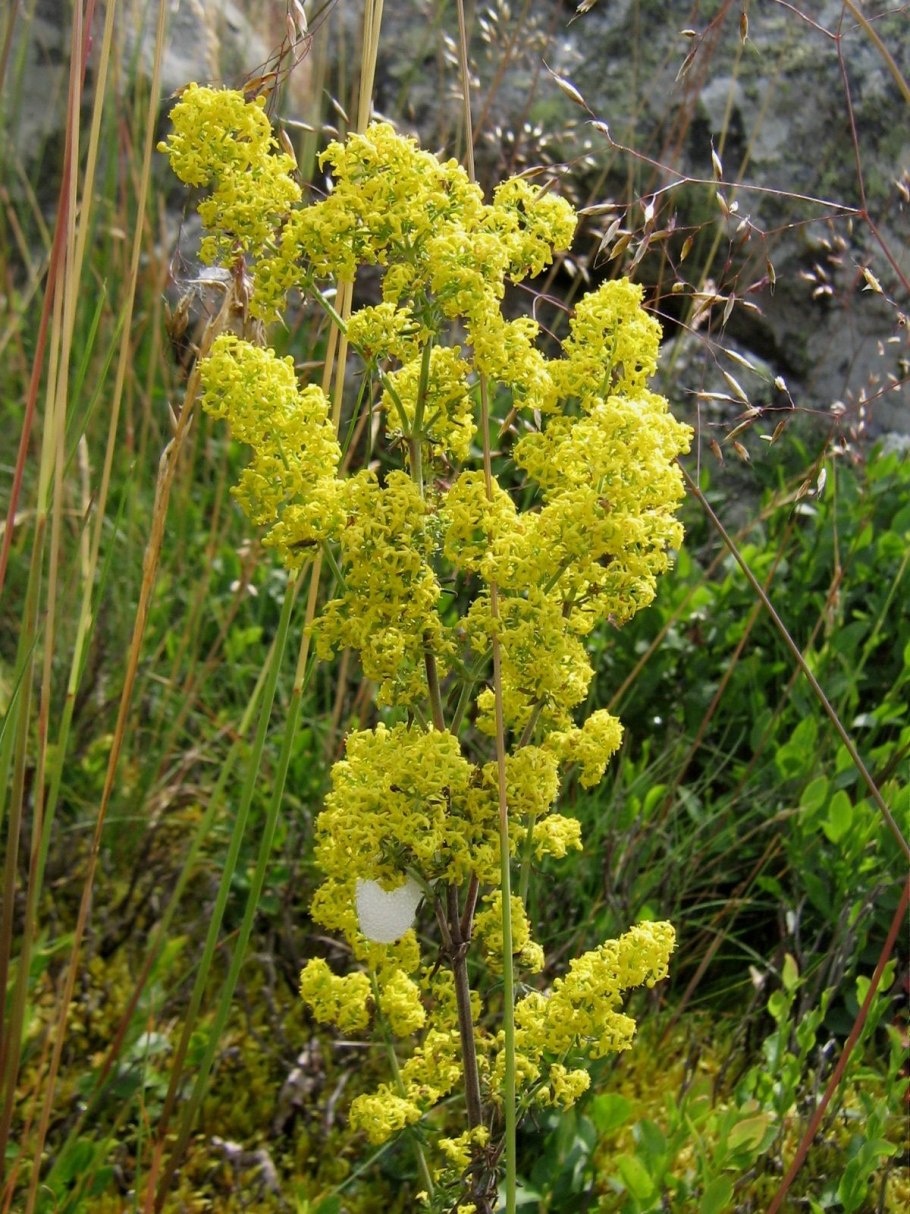 Подмаренник Луговой