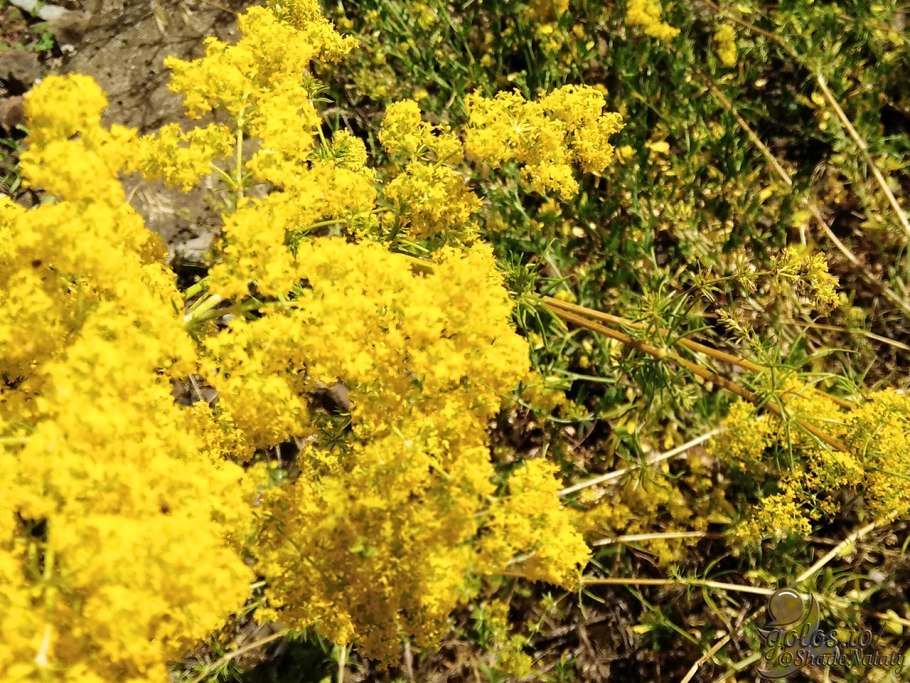 Подмаренник желтый