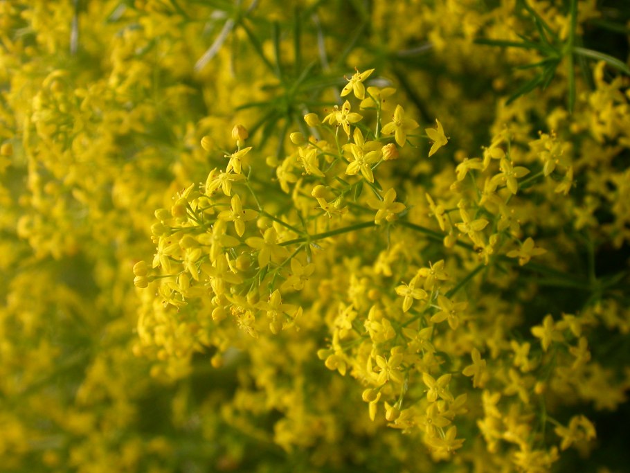 Подмаренник желтый - Galium Verum