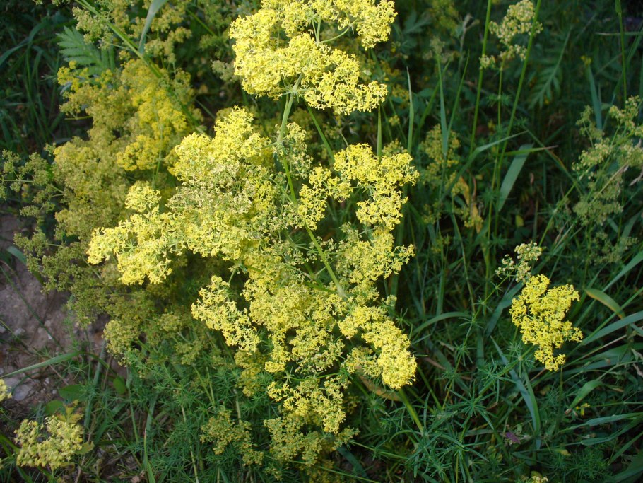 Подмаренник красильный