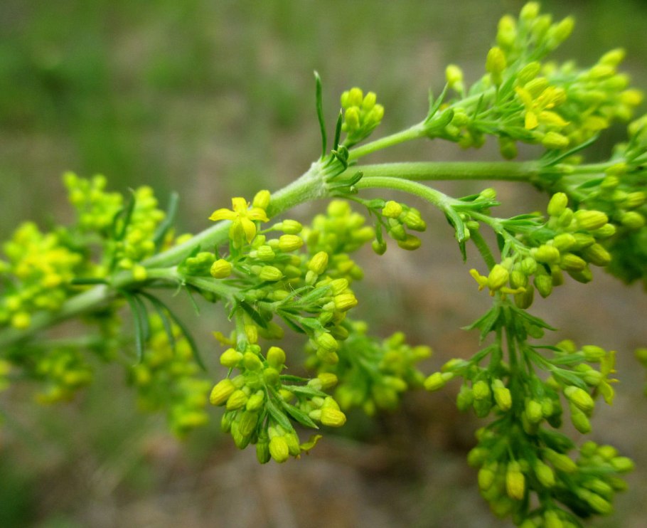 Подмаренник желтый - Galium Verum