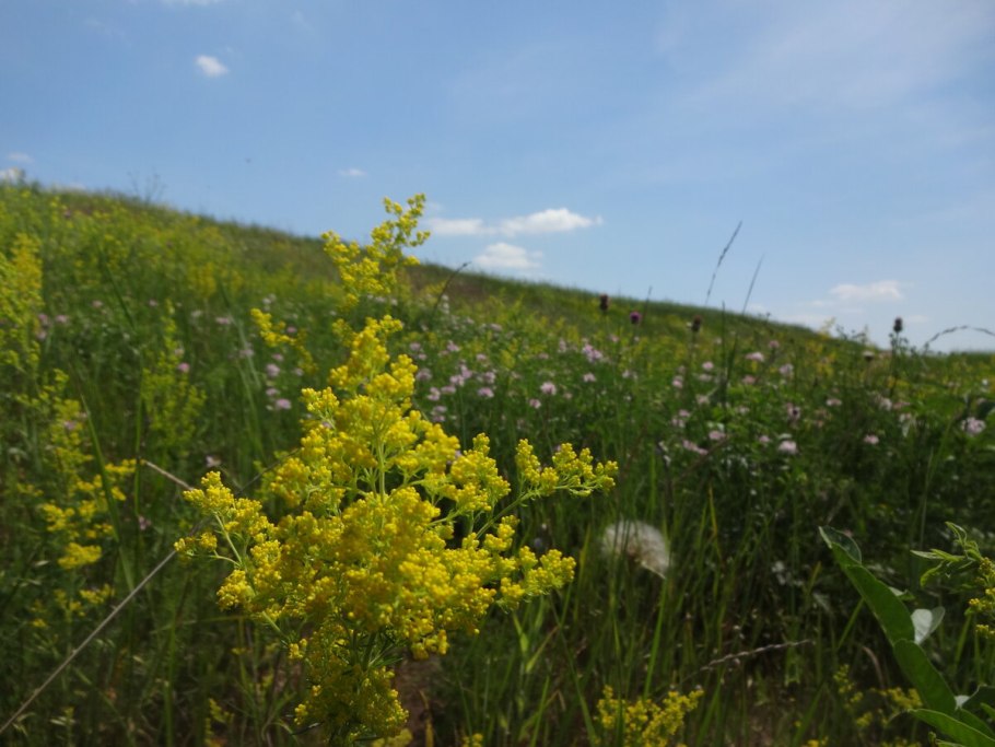 Подмаренник Луговой