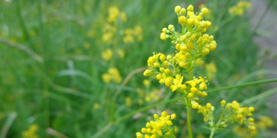 Подмаренник (Галиум)