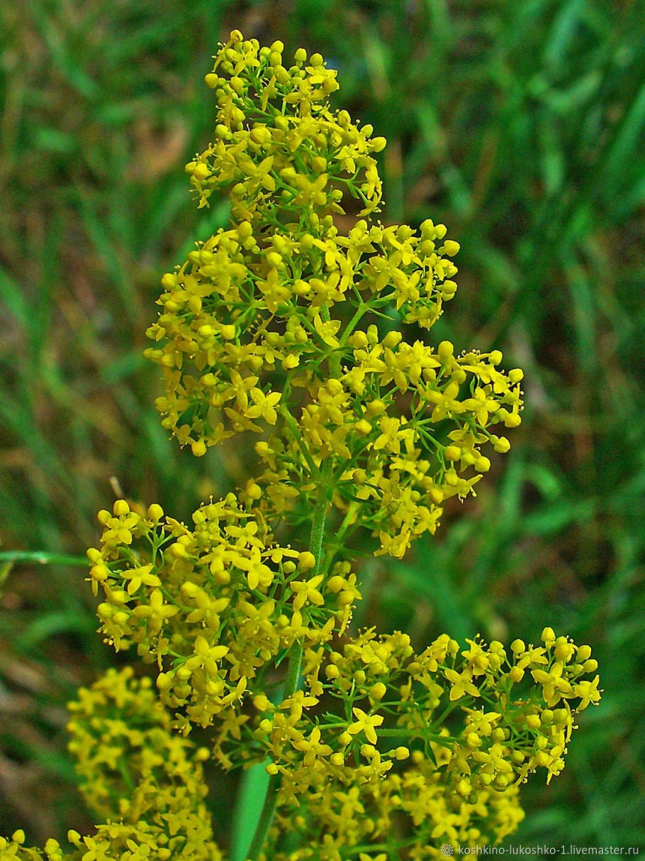 Подмаренник настоящий Galium Verum