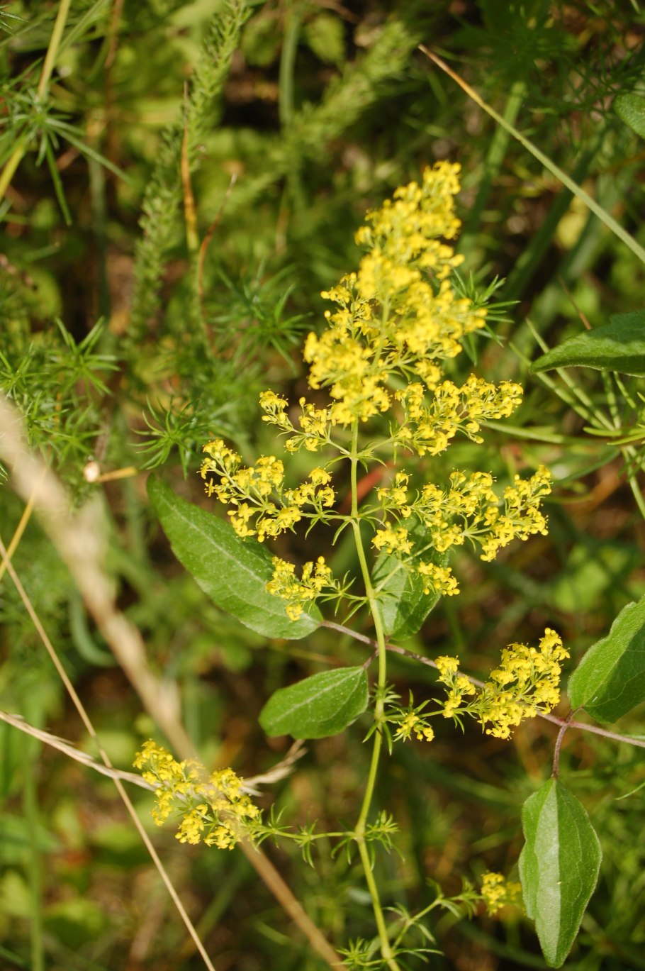 Подмаренник желтый - Galium Verum