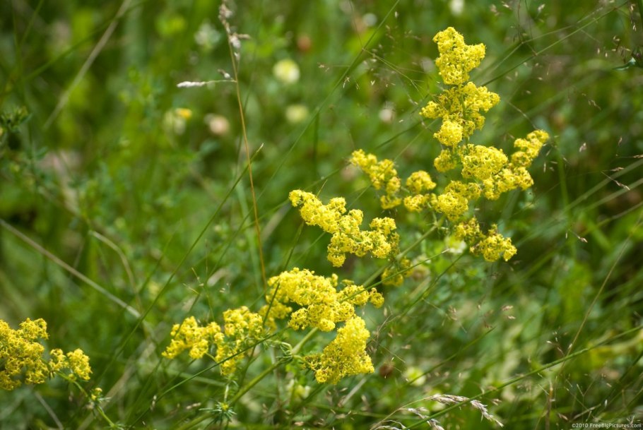 Подмаренник Северный Galium Boreale
