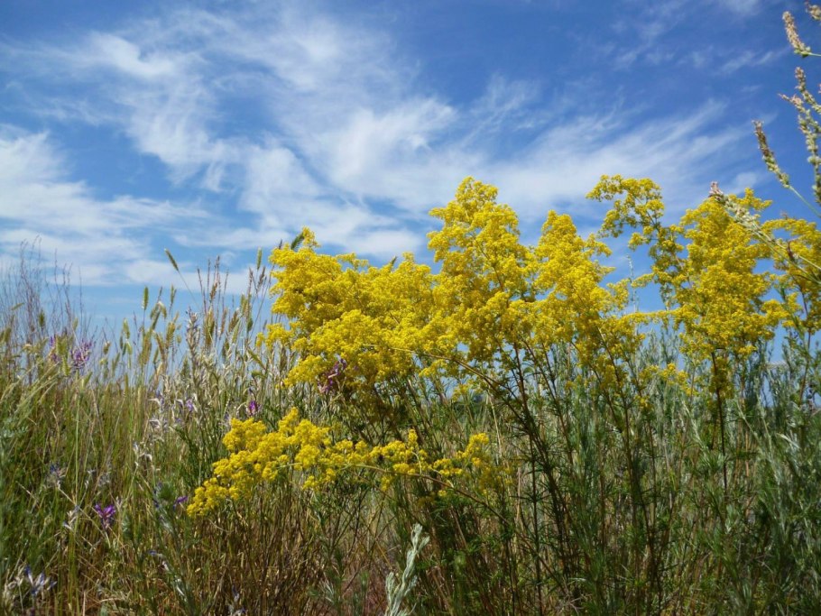 Подмаренник желтый