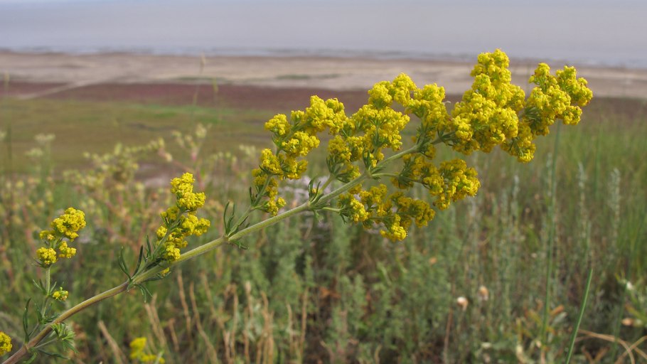 Подмаренник луговой