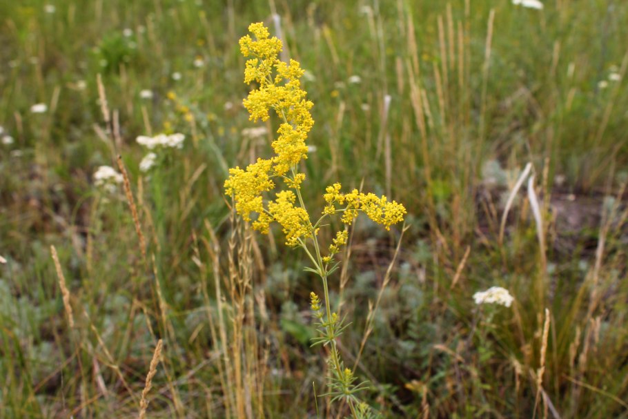 Подмаренник трава