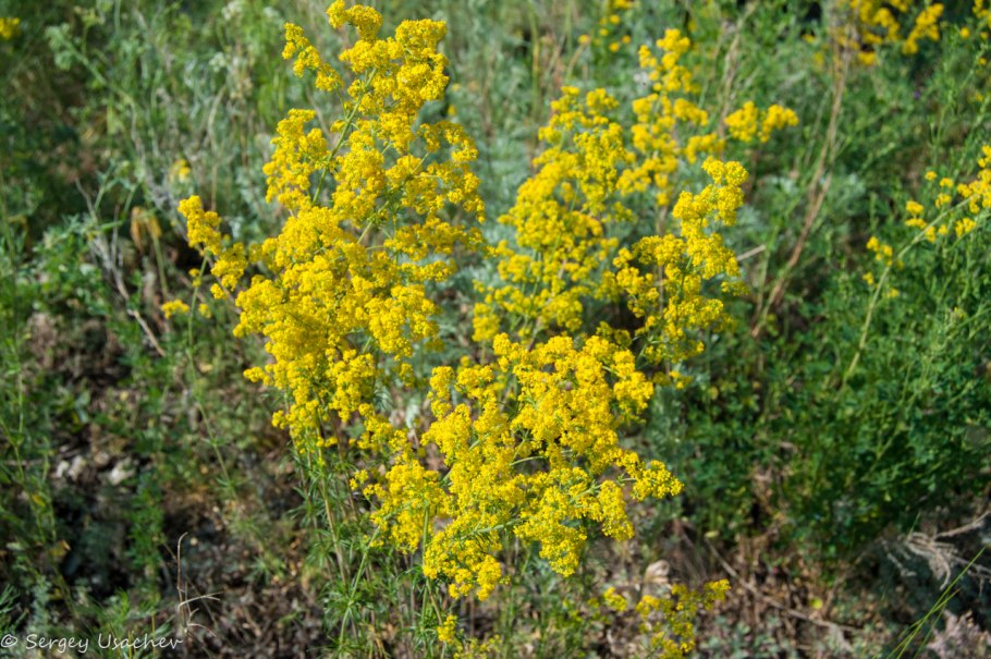 Подмаренник медонос