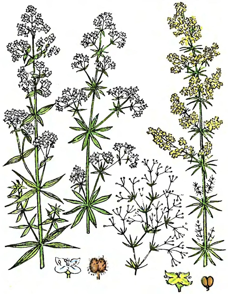 Подмаренник луг