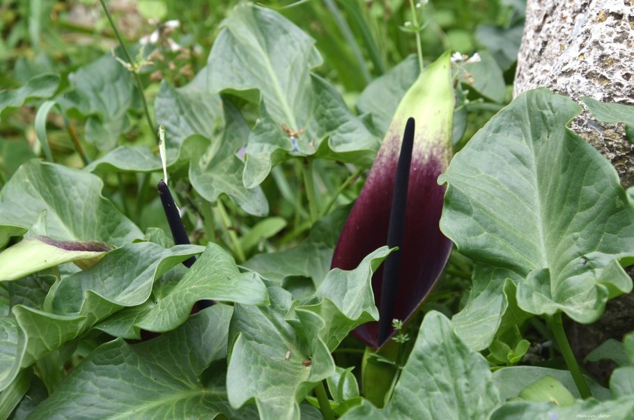 Arum elongatum