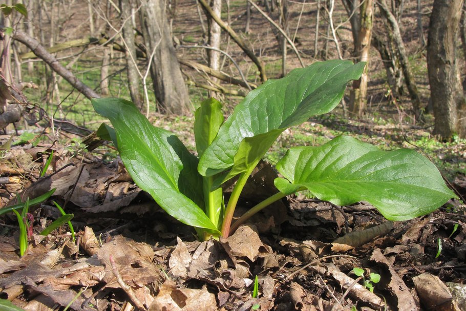 Arum elongatum