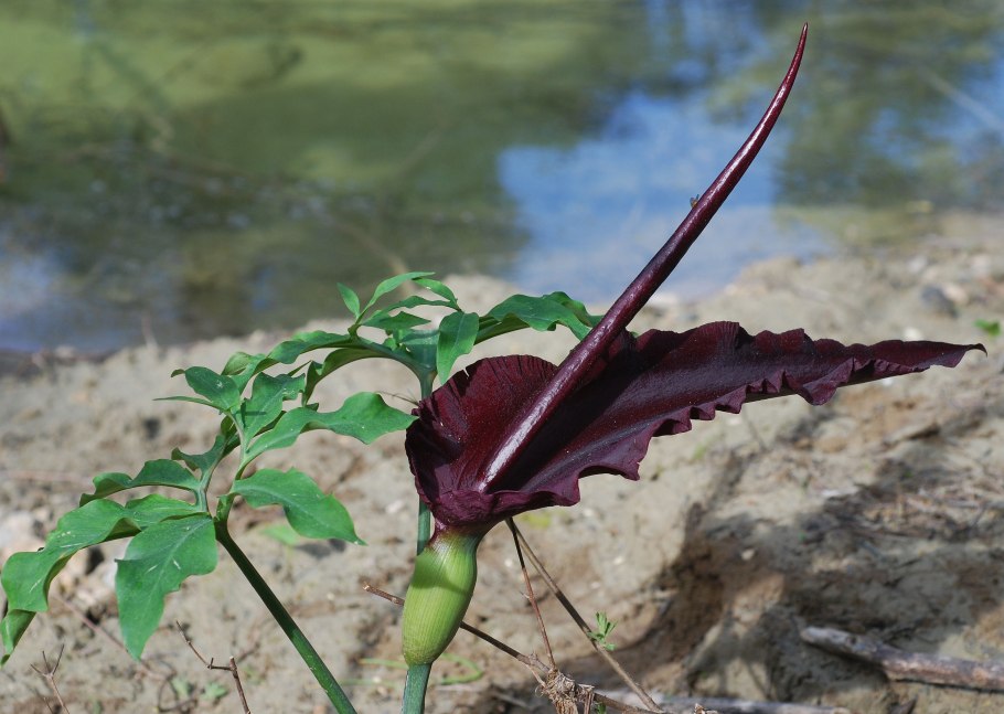Arum elongatum