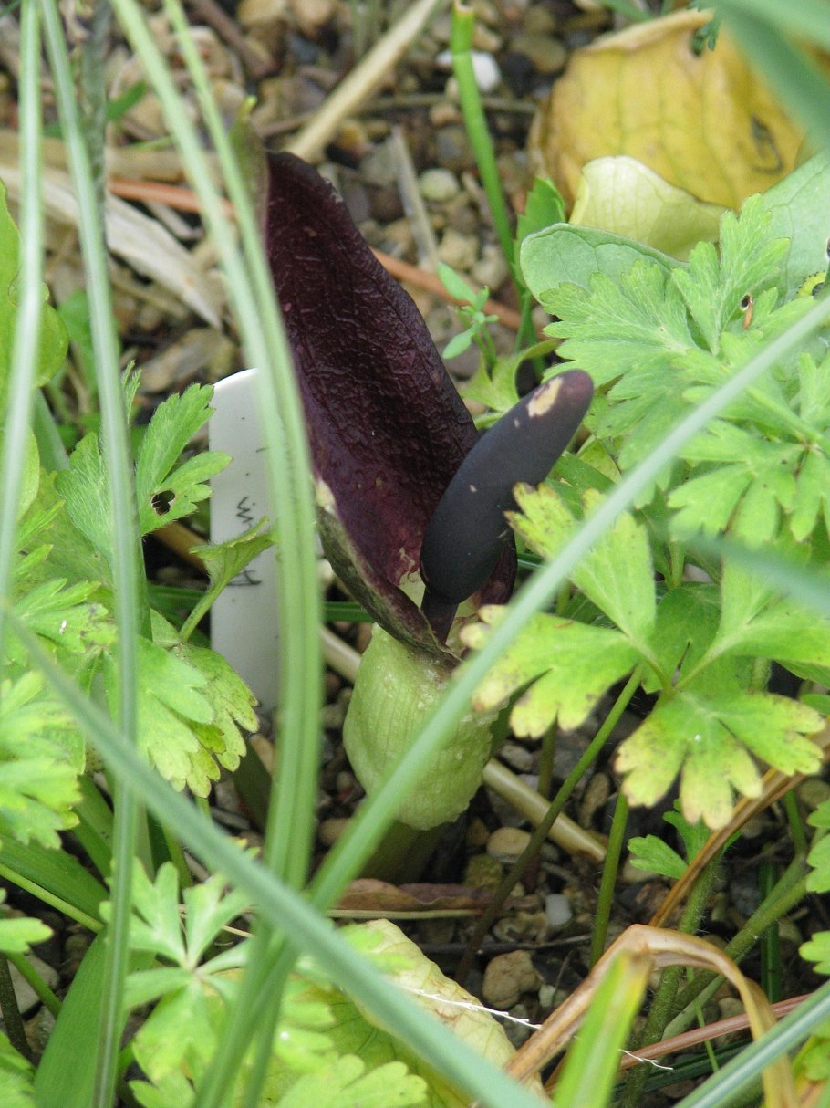Аронник (arum, dracunculus)