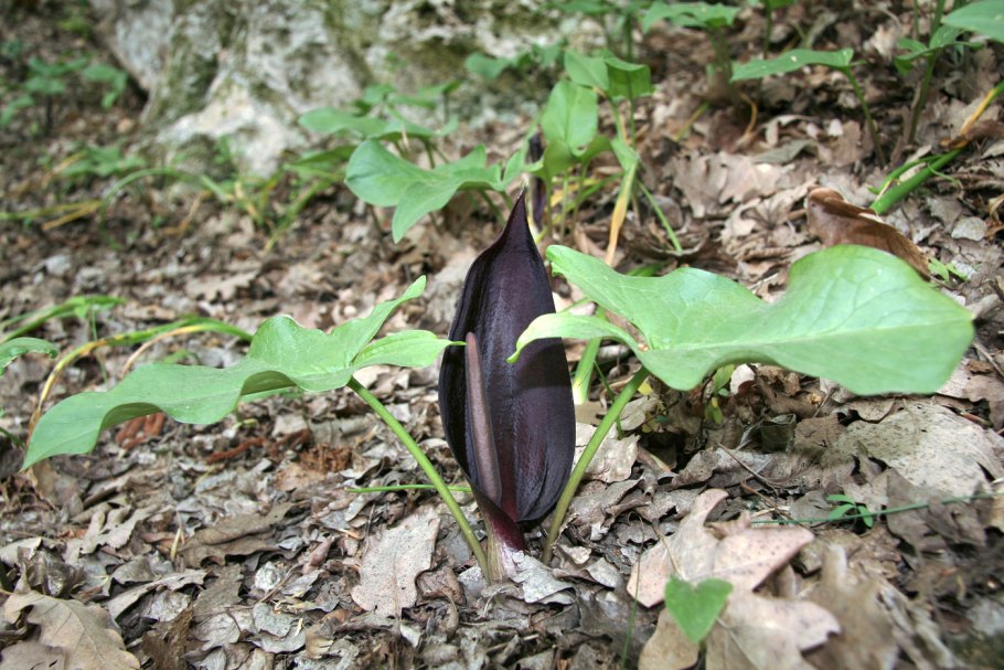 Аронник палестинский / arum palaestinum /