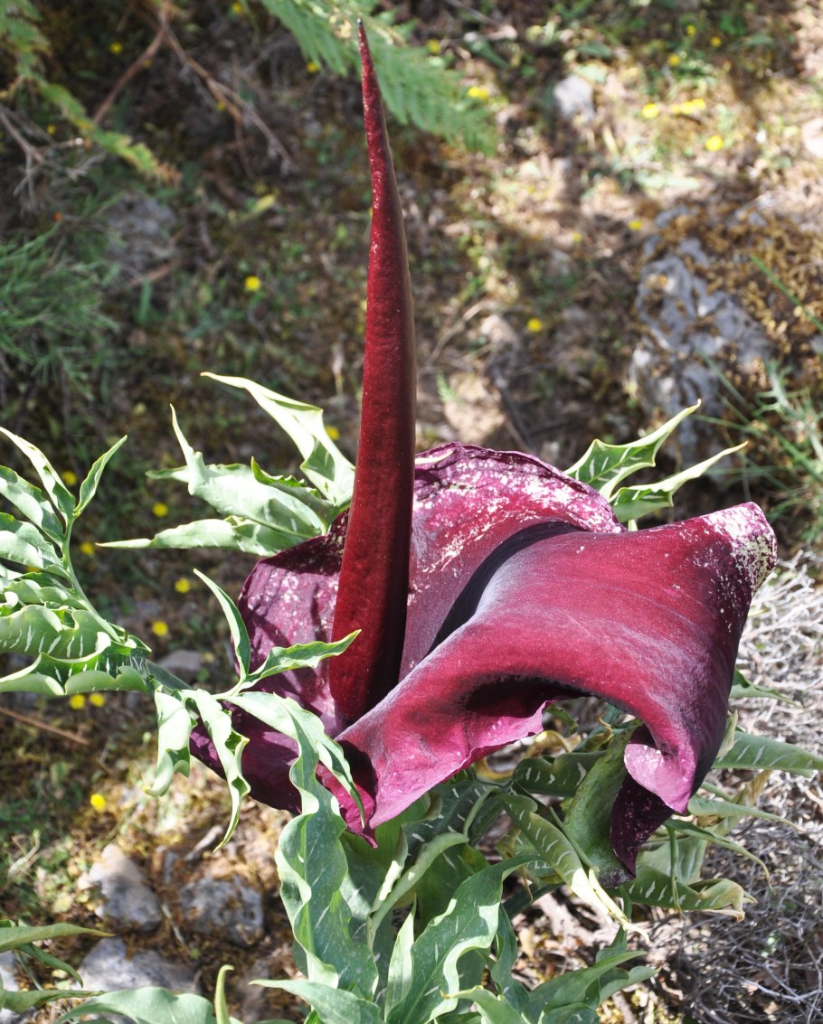 Аронник обыкновенный dracunculus vulgaris