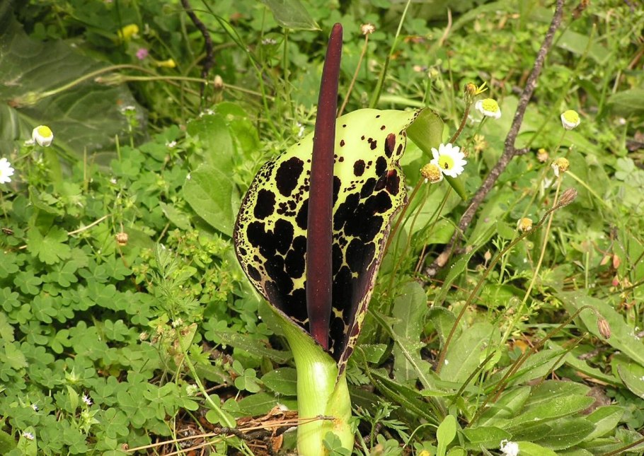 Аронник палестинский / arum palaestinum /