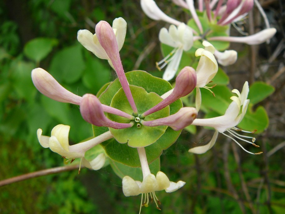 Каприфоль Татарская