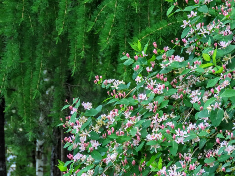 Жимолость Камчатская