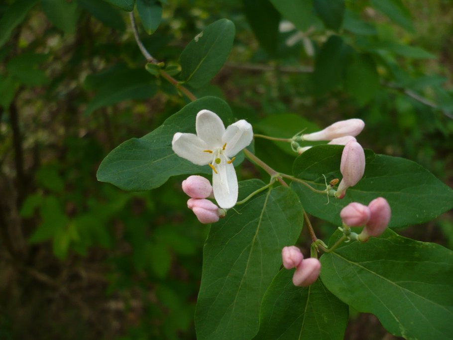 Малина вейгела