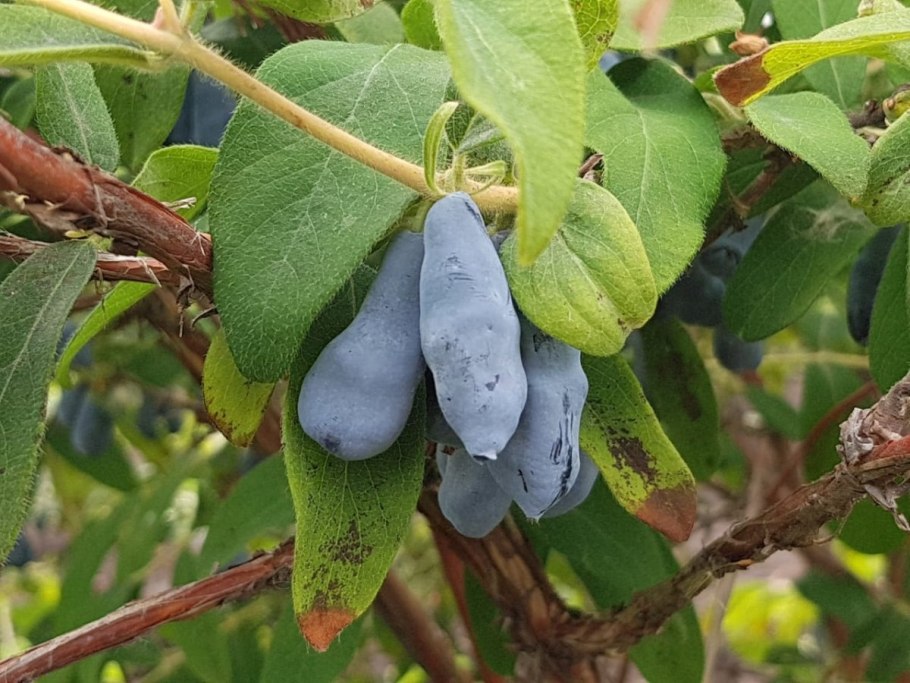 Жимолость съедобная пушкинская