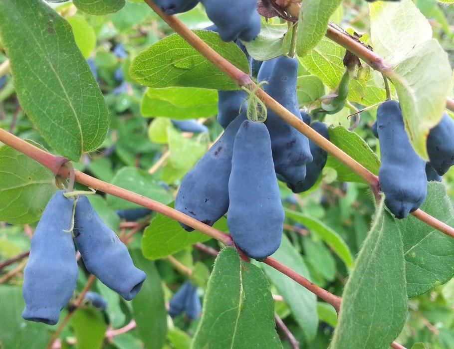 Жимолость сорт сибирячка