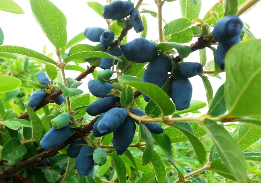 Жимолость полянка котова