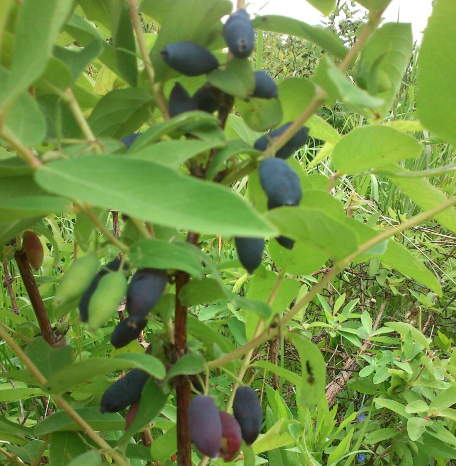 Жимолость плодовая Амфора