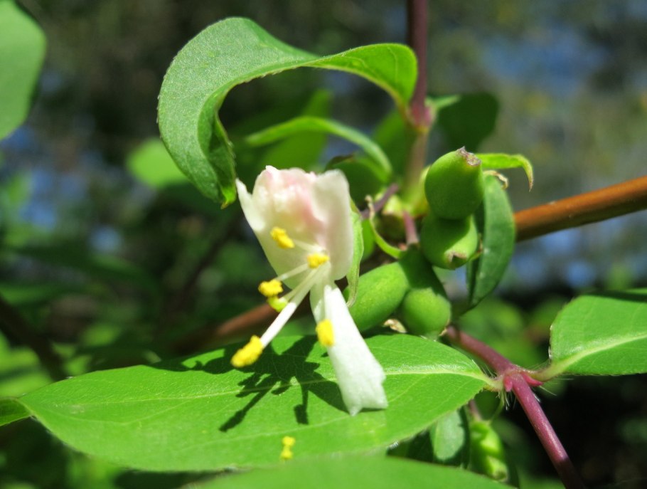 Жимолость Фердинанда