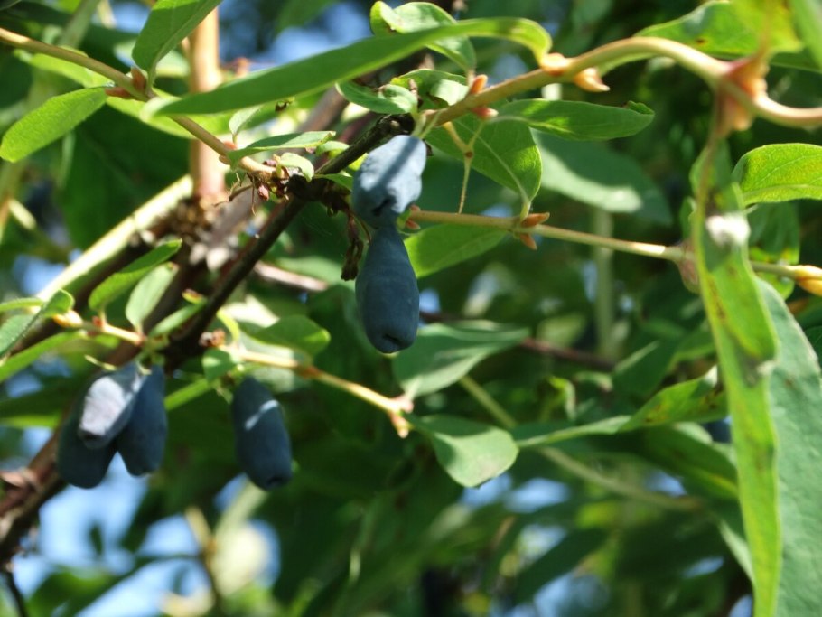 Тля на жимолости съедобной