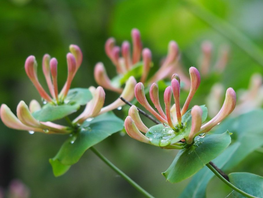 Жимолость каприфоль ягоды