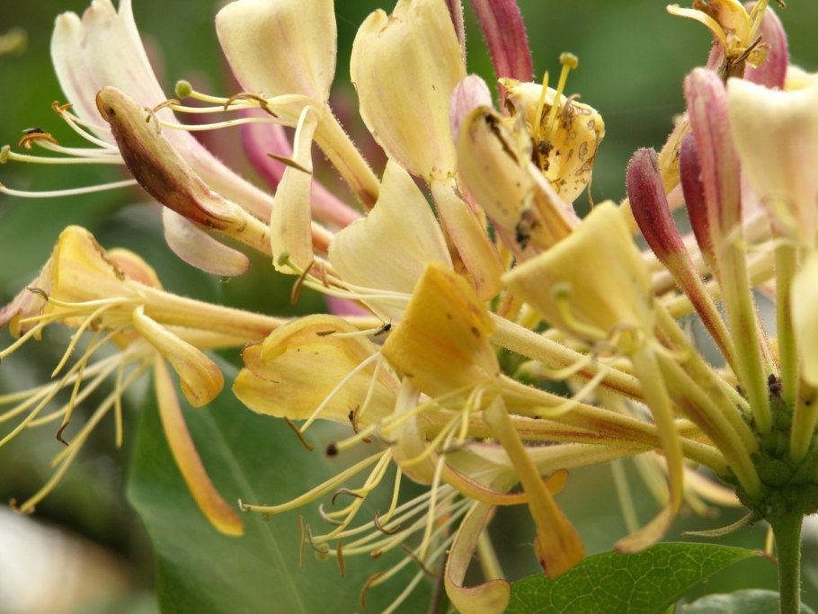 Жимолость вьющаяся