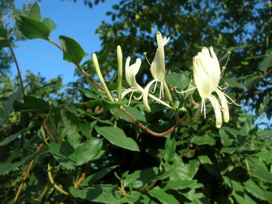 Жимолость съедобная (Lonicera edulis)