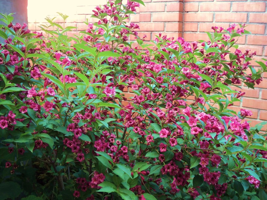 Жимолость Аврора